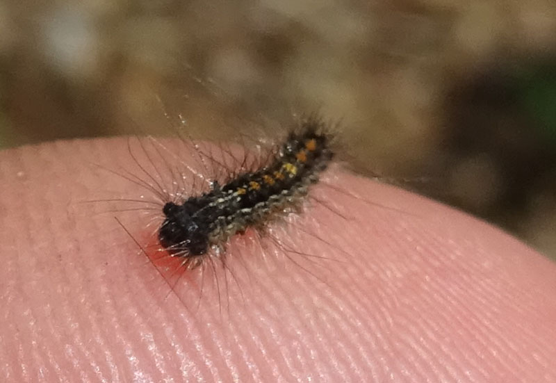 larva di Lymantria dispar